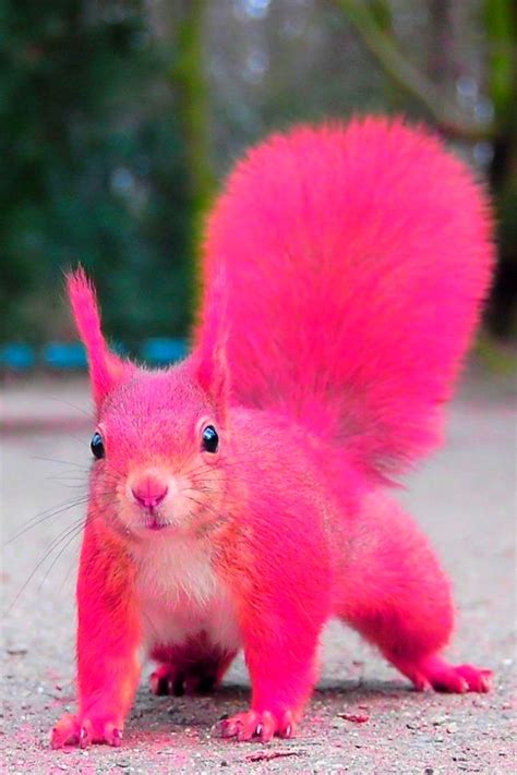Pink squirrel. Things To Know About Pink squirrel. 